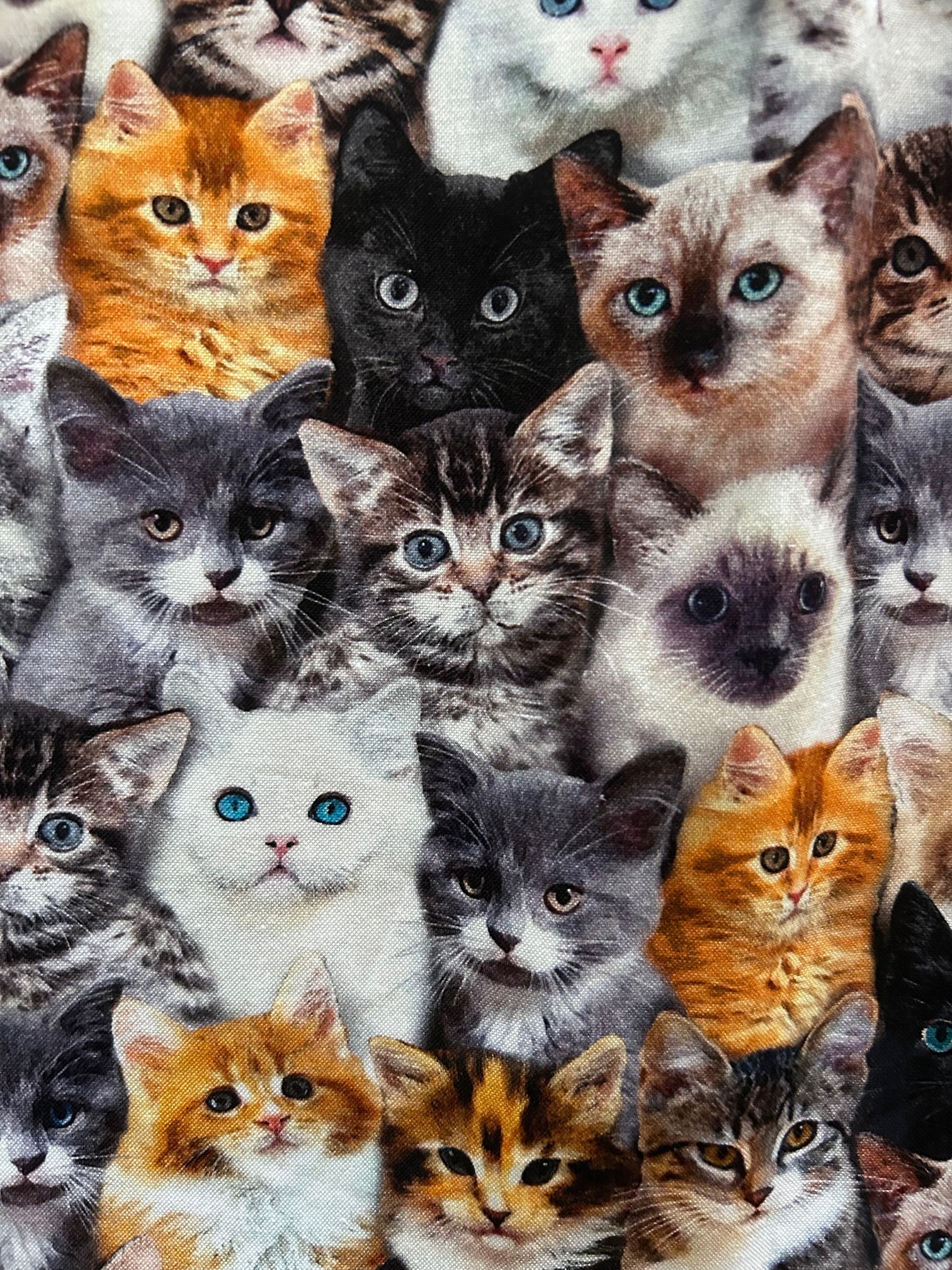 close up of the realistic cats print 